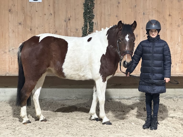 Kuc Lewitzer Mix Klacz 8 lat 128 cm Srokata in Riedlingen