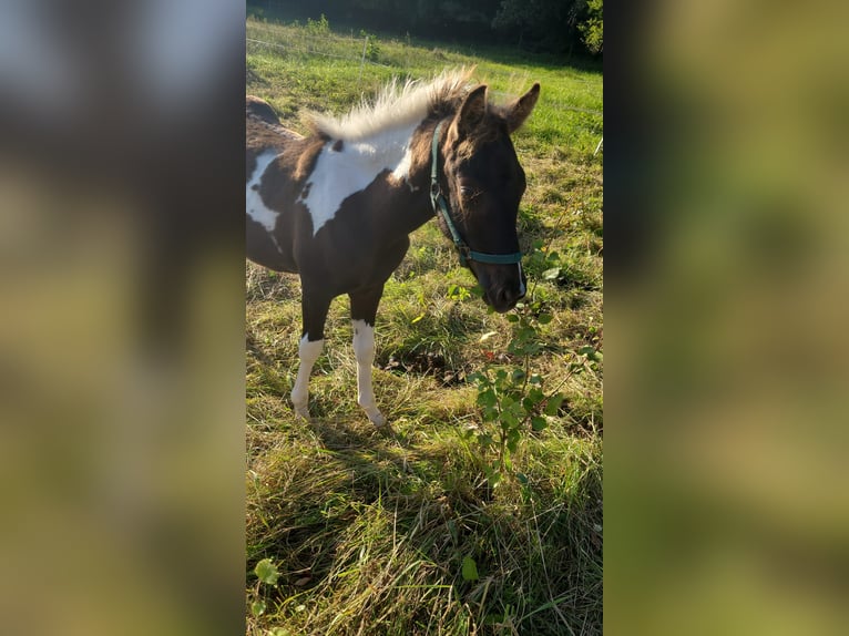 Kuc Lewitzer Klacz 8 lat 139 cm Srokata in Streithausen