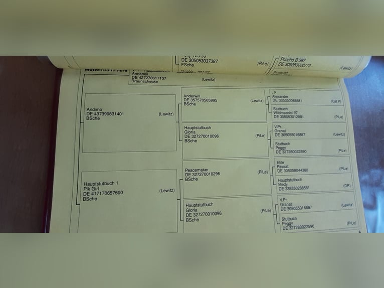 Kuc Lewitzer Klacz 8 lat 139 cm Srokata in Streithausen