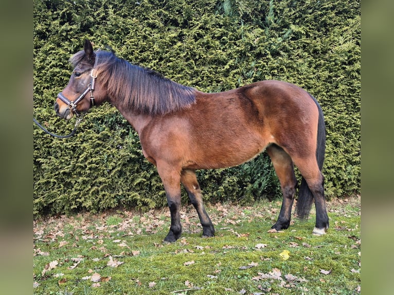 Kuc Lewitzer Klacz 8 lat 142 cm Gniada in Schneverdingen