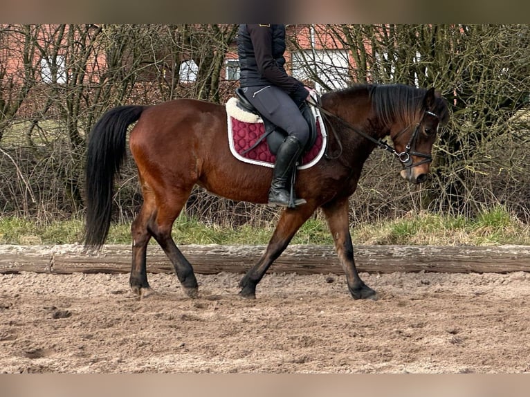 Kuc Lewitzer Klacz 8 lat 142 cm Gniada in Schneverdingen