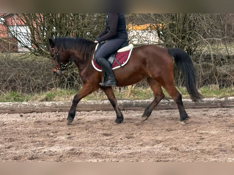 Kuc Lewitzer Klacz 8 lat 142 cm Gniada in Schneverdingen