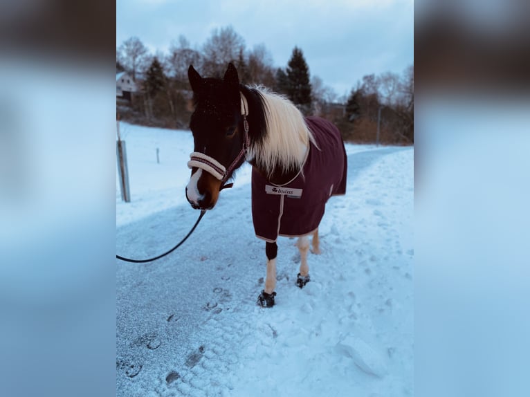 Kuc Lewitzer Klacz 8 lat 146 cm Srokata in Bad Endbach