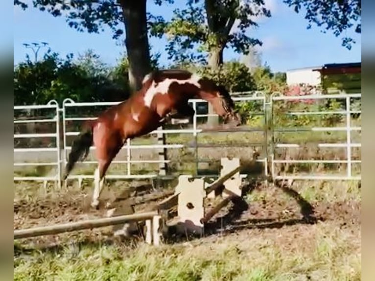 Kuc Lewitzer Klacz 8 lat 147 cm Tobiano wszelkich maści in Perleberg
