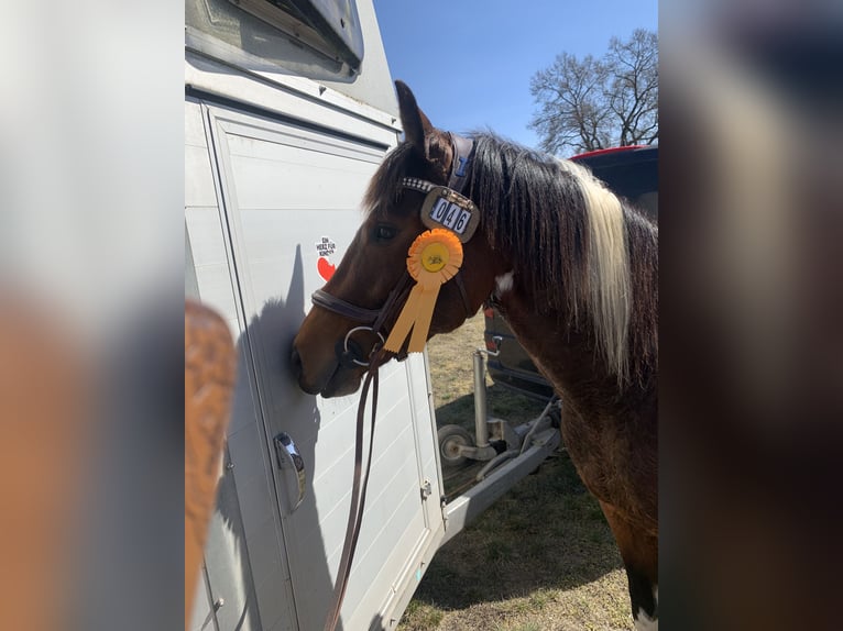 Kuc Lewitzer Klacz 8 lat 147 cm Tobiano wszelkich maści in Perleberg