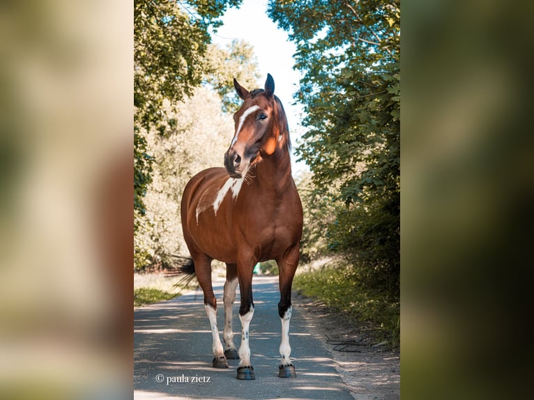 Kuc Lewitzer Klacz 8 lat 147 cm Tobiano wszelkich maści in Perleberg