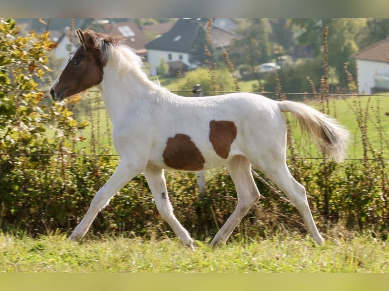 Kuc Lewitzer Klacz Źrebak (03/2024) 145 cm Srokata in Siegen