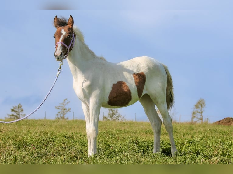 Kuc Lewitzer Klacz Źrebak (03/2024) 145 cm Srokata in Siegen