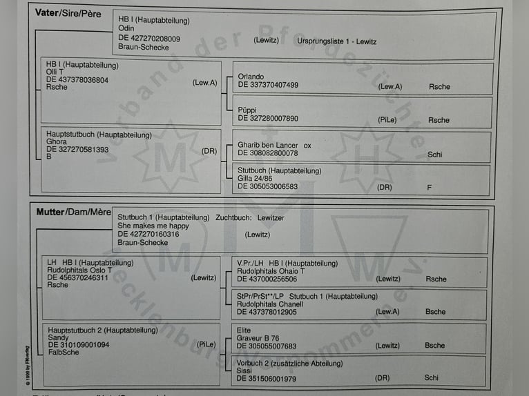 Kuc Lewitzer Klacz Źrebak (05/2024) Srokata in Ludwigslust