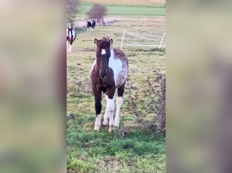 Kuc Lewitzer Ogier 1 Rok 144 cm Tobiano wszelkich maści in Reiskirchen