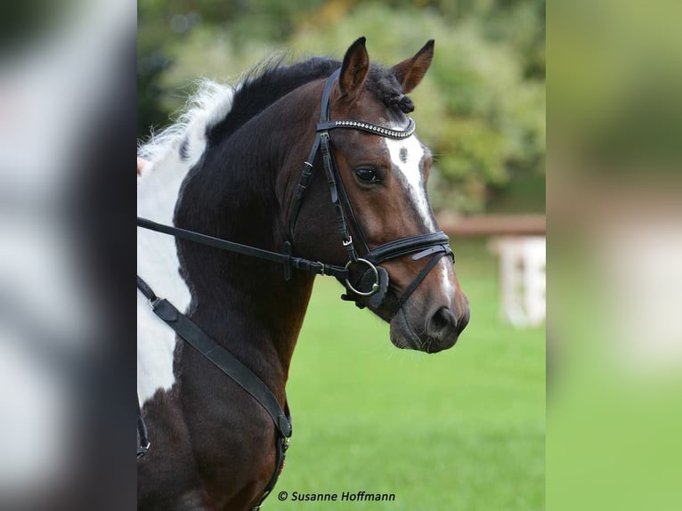 Kuc Lewitzer Ogier 1 Rok 148 cm Tobiano wszelkich maści in Mörsdorf