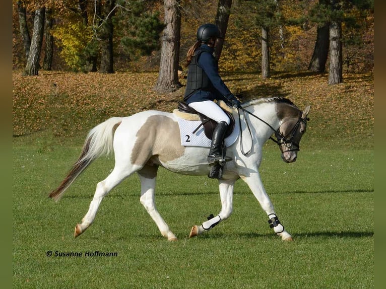 Kuc Lewitzer Ogier 1 Rok 148 cm Tobiano wszelkich maści in Mörsdorf