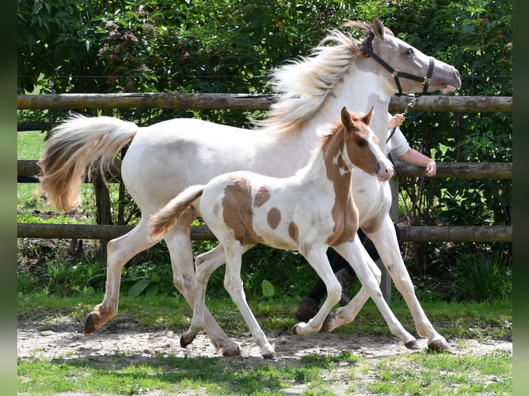 Kuc Lewitzer Ogier 1 Rok 148 cm Tobiano wszelkich maści in Mörsdorf