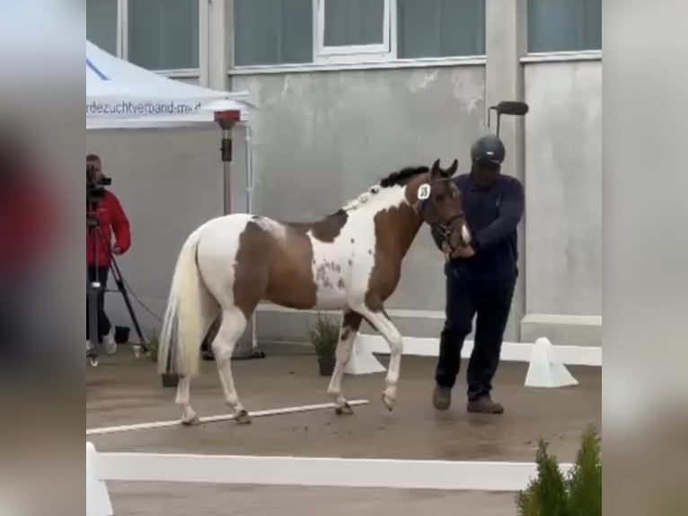 Kuc Lewitzer Ogier 2 lat 138 cm Srokata in Verl