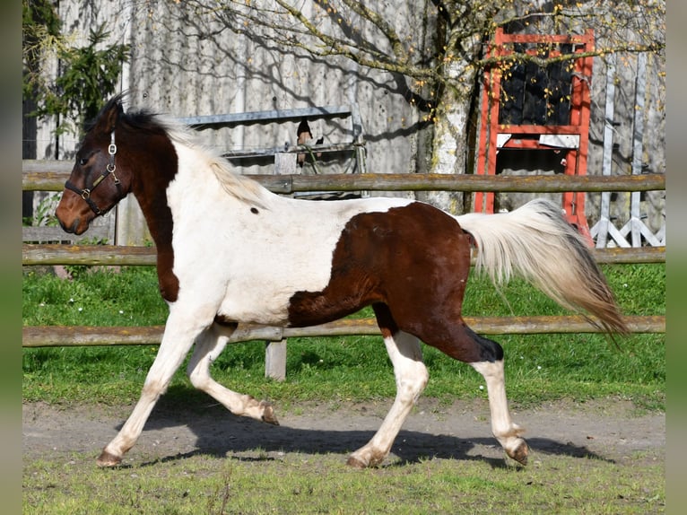 Kuc Lewitzer Ogier 2 lat 147 cm Tobiano wszelkich maści in Mörsdorf