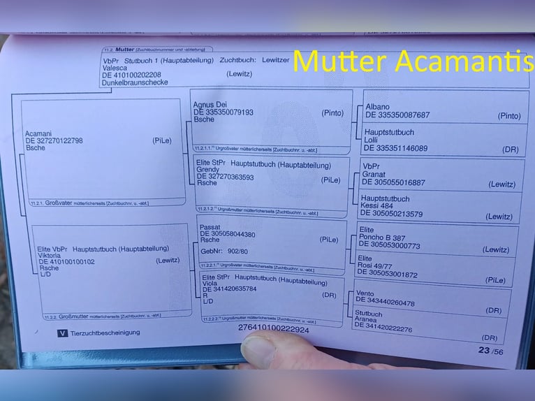 Kuc Lewitzer Ogier 2 lat Srokata in Luckenbach