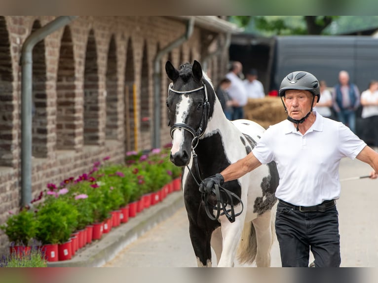 Kuc Lewitzer Ogier 3 lat 142 cm Tobiano wszelkich maści in Offenburg