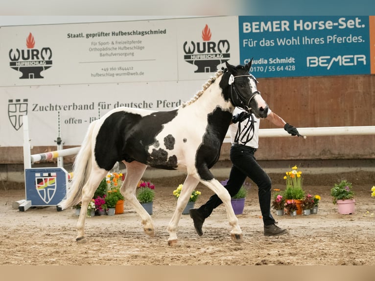 Kuc Lewitzer Ogier 3 lat 142 cm Tobiano wszelkich maści in Offenburg