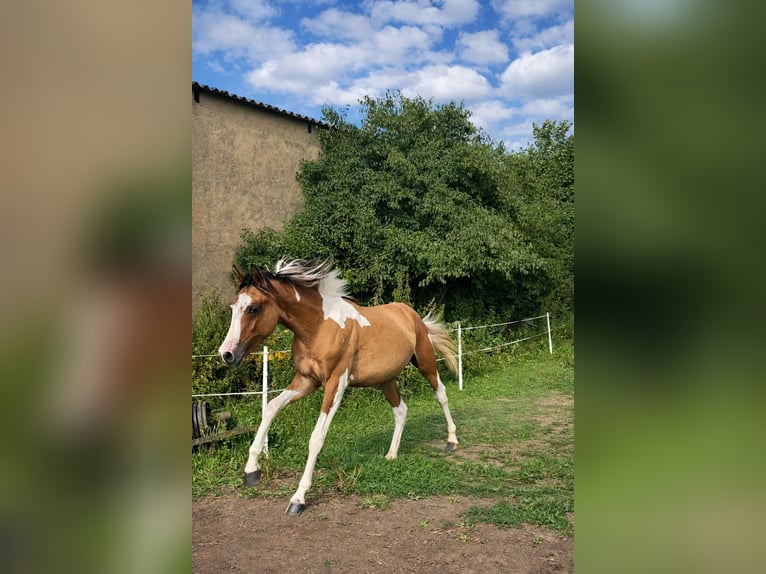 Kuc Lewitzer Ogier 3 lat 150 cm Srokata in Echzell
