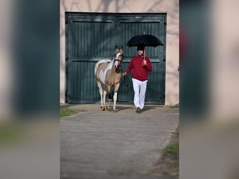 Kuc Lewitzer Ogier 3 lat Srokata in NEUSTADT DOSSE