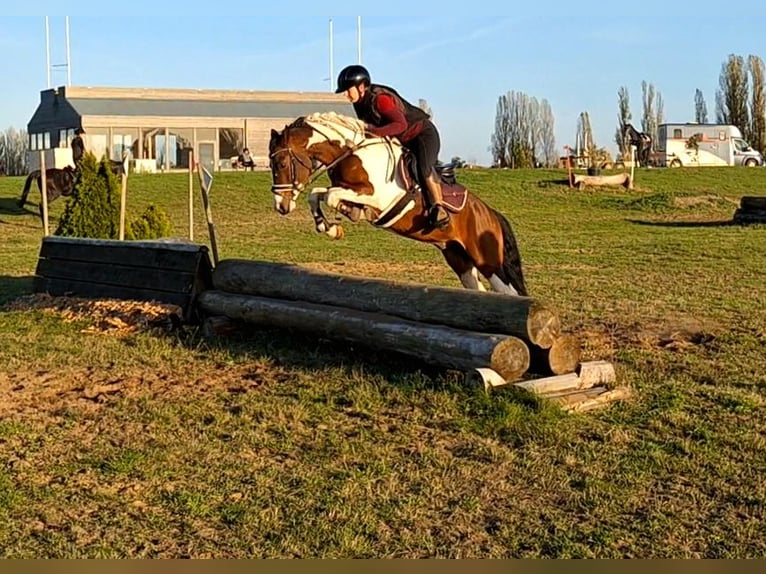 Kuc Lewitzer Mix Ogier 5 lat 143 cm Srokata in Dallgow-Döberitz