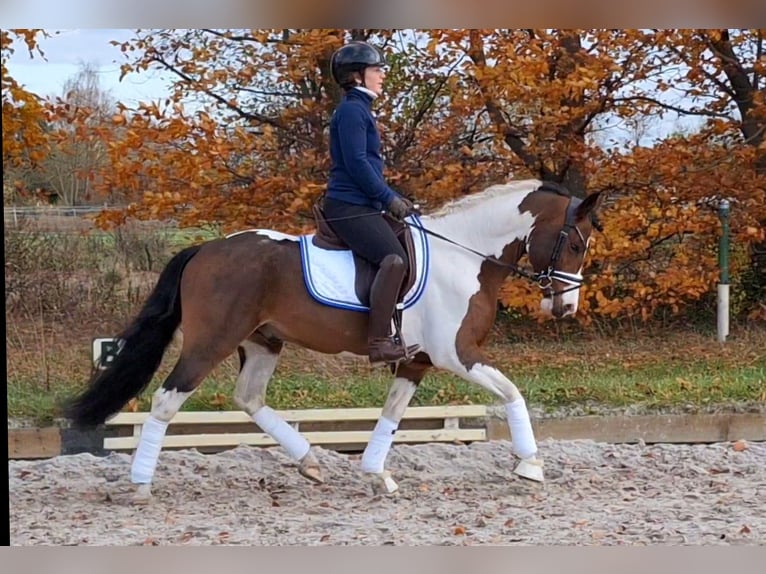 Kuc Lewitzer Mix Ogier 5 lat 143 cm Srokata in Dallgow-Döberitz