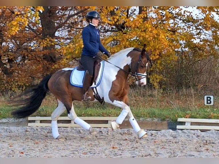 Kuc Lewitzer Mix Ogier 5 lat 143 cm Srokata in Dallgow-Döberitz