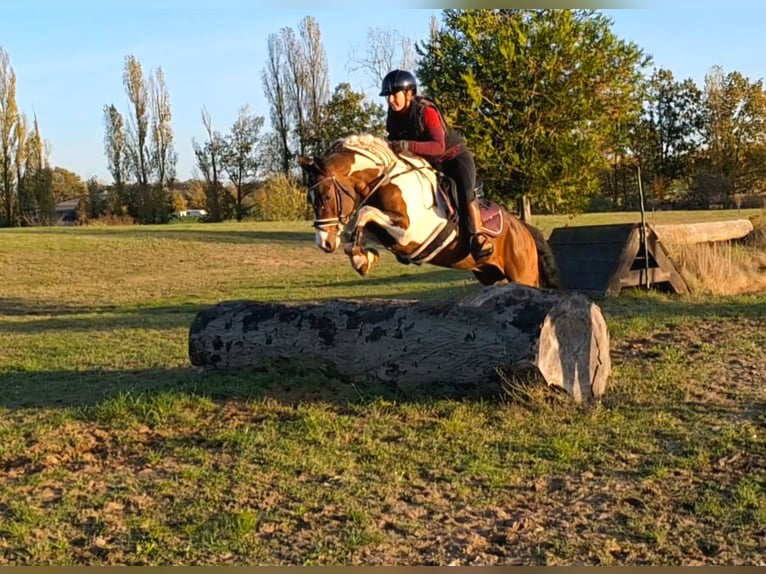 Kuc Lewitzer Mix Ogier 5 lat 143 cm Srokata in Dallgow-Döberitz