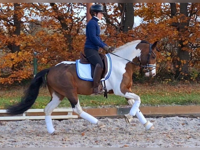 Kuc Lewitzer Mix Ogier 5 lat 143 cm Srokata in Dallgow-Döberitz