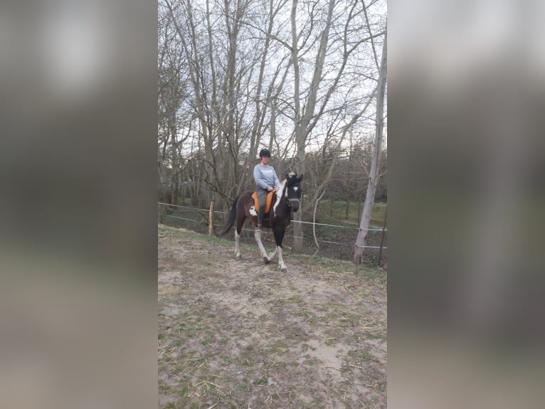 Kuc Lewitzer Ogier Srokata in Heringsdorf