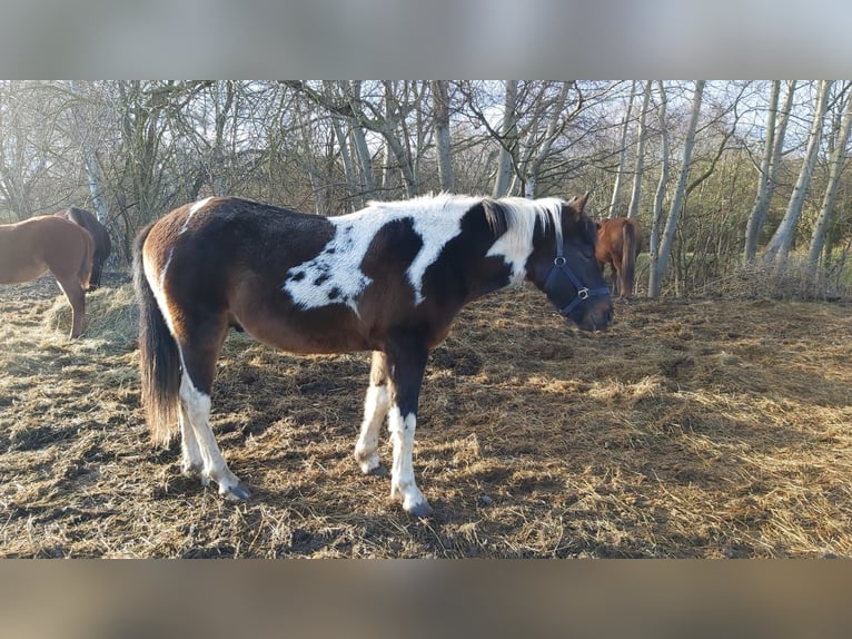 Kuc Lewitzer Ogier Srokata in Heringsdorf