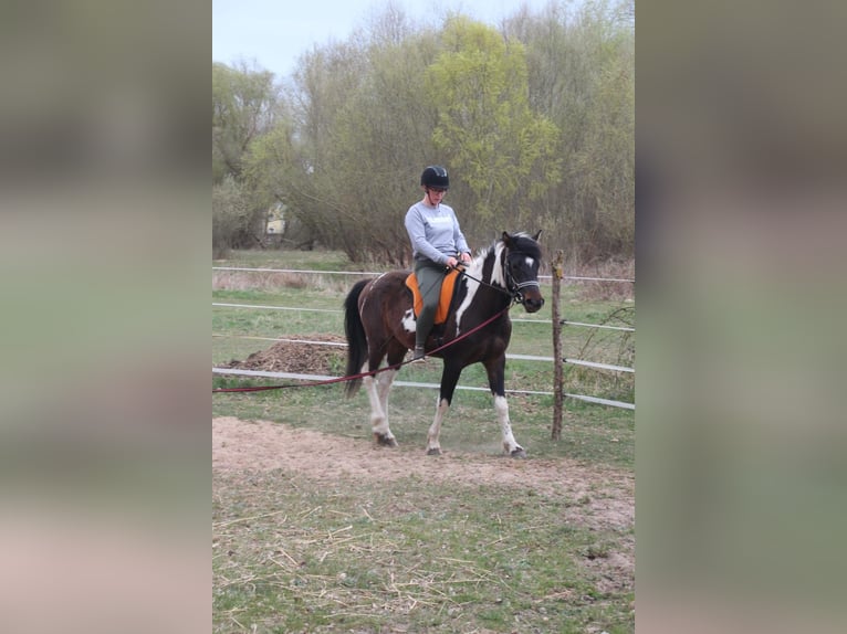 Kuc Lewitzer Ogier Srokata in Heringsdorf