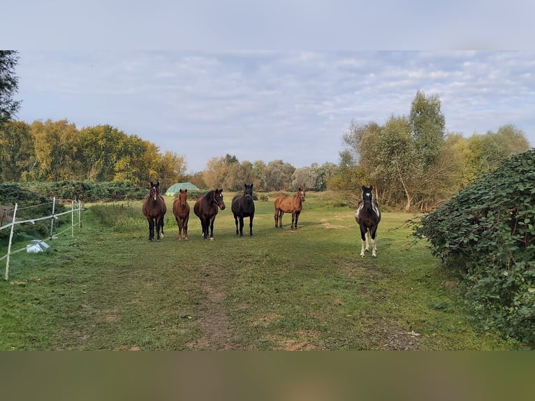 Kuc Lewitzer Ogier Srokata in Heringsdorf
