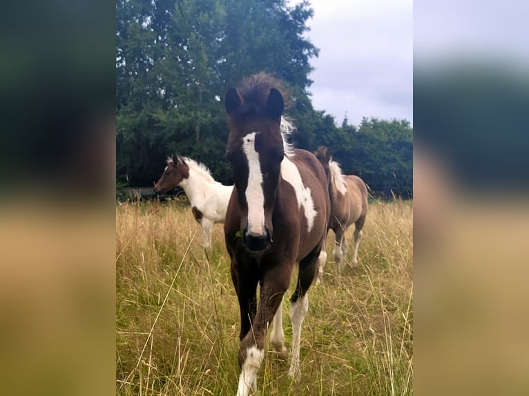 Kuc Lewitzer Ogier Źrebak (05/2024) 145 cm Tobiano wszelkich maści in Streithausen