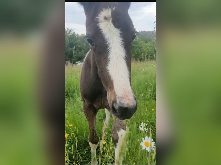 Kuc Lewitzer Ogier Źrebak (05/2024) 145 cm Tobiano wszelkich maści in Streithausen