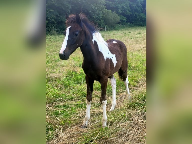 Kuc Lewitzer Ogier Źrebak (05/2024) 145 cm Tobiano wszelkich maści in Streithausen