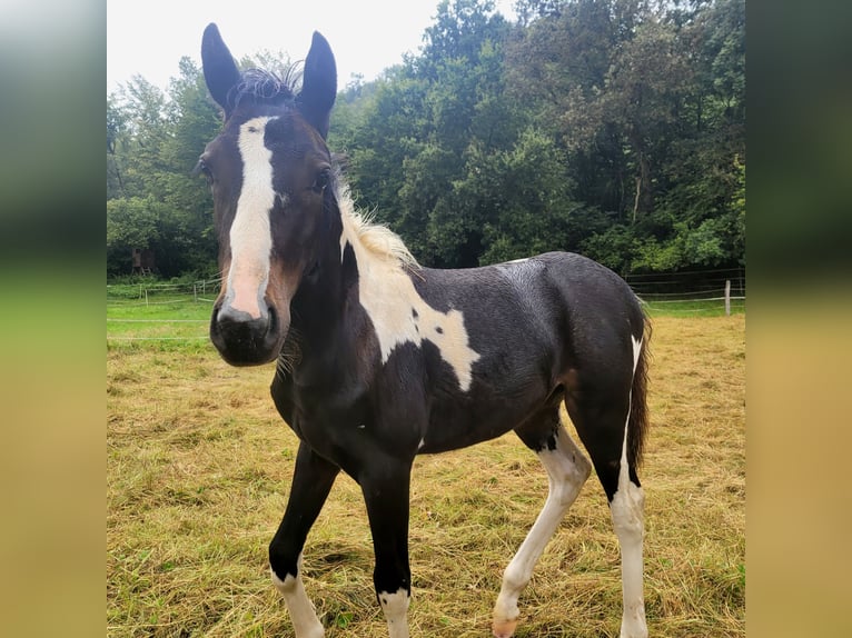 Kuc Lewitzer Ogier Źrebak (05/2024) 145 cm Tobiano wszelkich maści in Streithausen