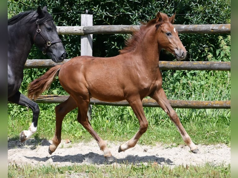 Kuc Lewitzer Ogier Źrebak (04/2024) 148 cm Kasztanowata in Mörsdorf