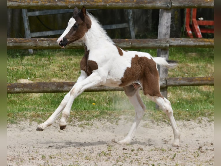 Kuc Lewitzer Ogier Źrebak (04/2026) 148 cm Tobiano wszelkich maści in Mörsdorf