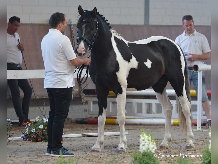 Kuc Lewitzer Ogier Źrebak (04/2026) 148 cm Tobiano wszelkich maści in Mörsdorf