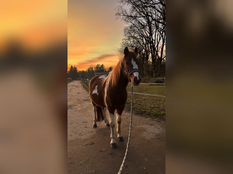 Kuc Lewitzer Wałach 10 lat 145 cm Srokata in Lockstedt
