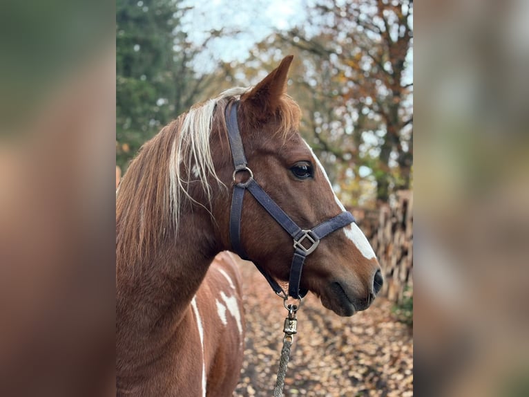 Kuc Lewitzer Wałach 10 lat 145 cm Srokata in Lockstedt