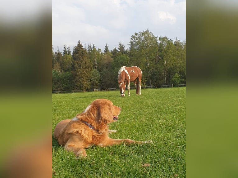 Kuc Lewitzer Wałach 10 lat 145 cm Srokata in Lockstedt