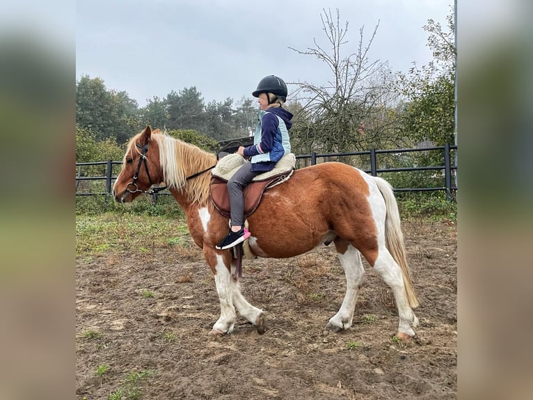 Kuc Lewitzer Mix Wałach 13 lat 135 cm Srokata in Liebenwalde