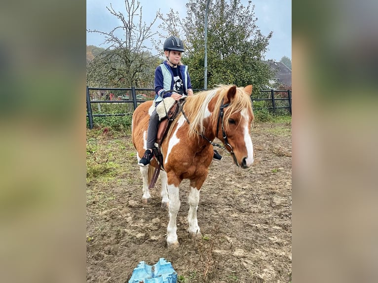 Kuc Lewitzer Mix Wałach 13 lat 135 cm Srokata in Liebenwalde