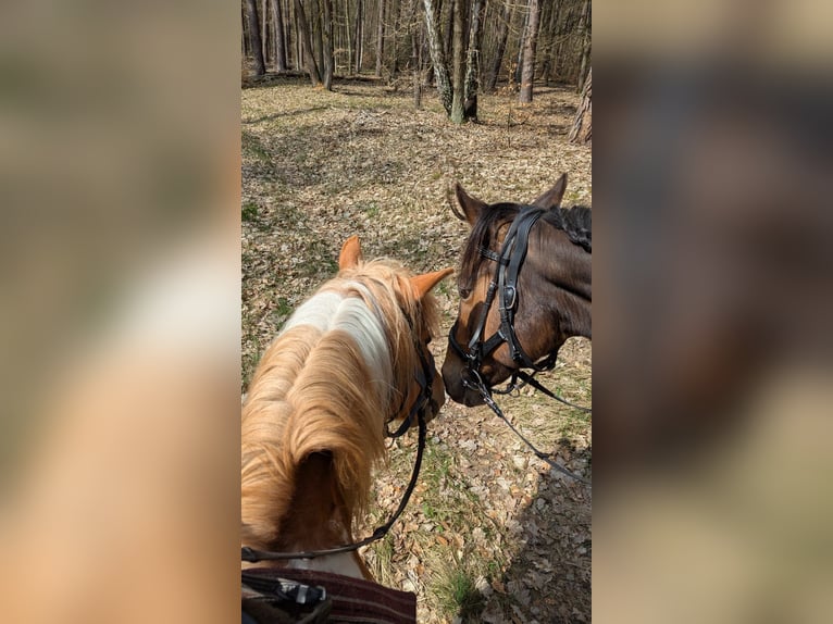 Kuc Lewitzer Mix Wałach 13 lat 135 cm Srokata in Liebenwalde