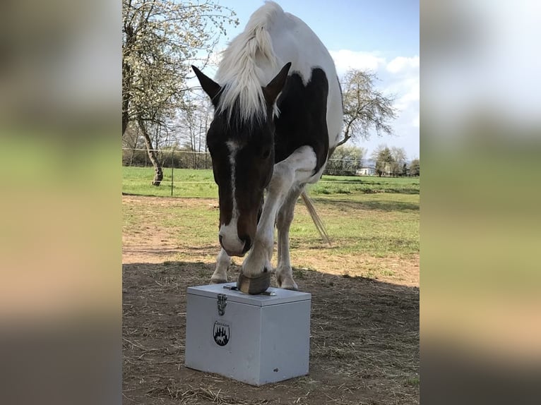 Kuc Lewitzer Wałach 13 lat 152 cm Srokata in Uthleben