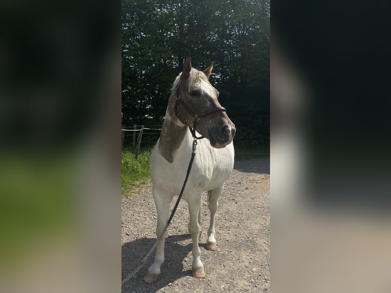 Kuc Lewitzer Mix Wałach 15 lat 137 cm Srokata in Remscheid