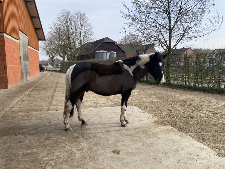Kuc Lewitzer Wałach 15 lat 148 cm  in Bochum
