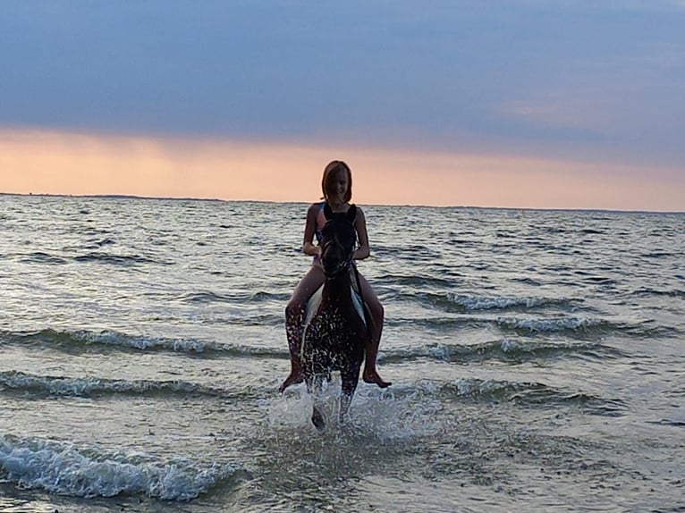 Kuc Lewitzer Wałach 16 lat 128 cm Srokata in Rostock- Schmarl